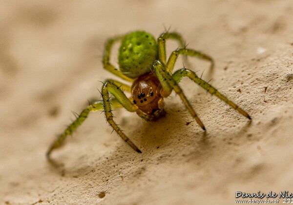 Insectes Divers et autres...