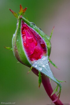 IMG_5742 null