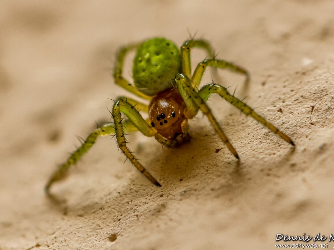Insectes Divers et autres...